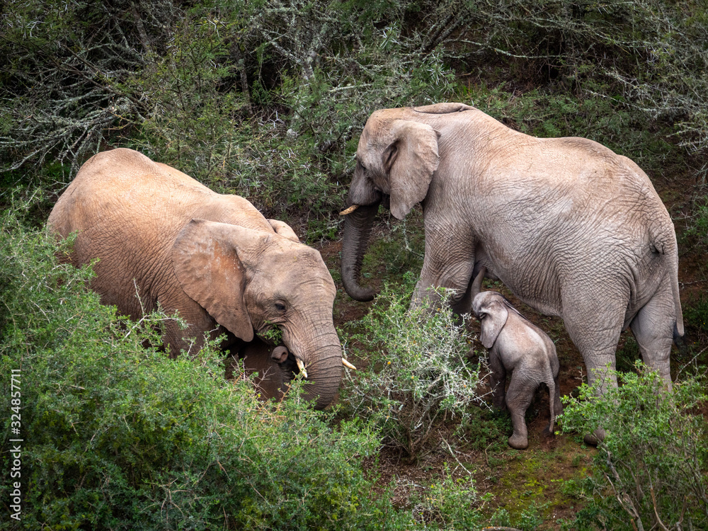 Naklejka premium African bush elephant (Loxodonta africana), or African savanna elephant. Eastern Cape. South Africa