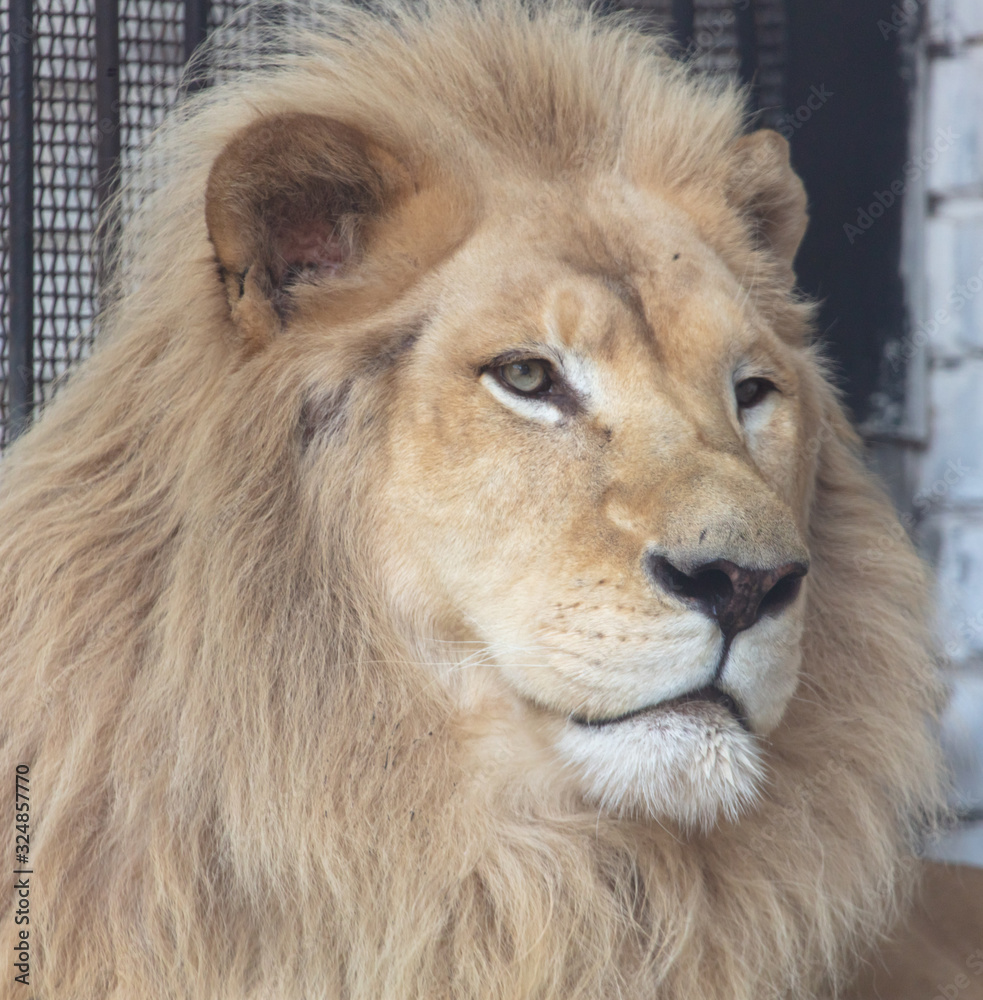 Portrait of a lion in the zoo