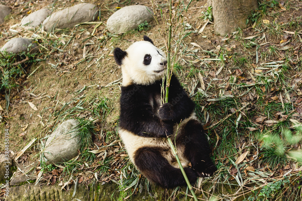 Fototapeta premium Giant Panda bear. Happy animal eating. Jungle wildlife background. Big funny Panda having dinner in Zoo. chengdu base of giant panda breeding in China.