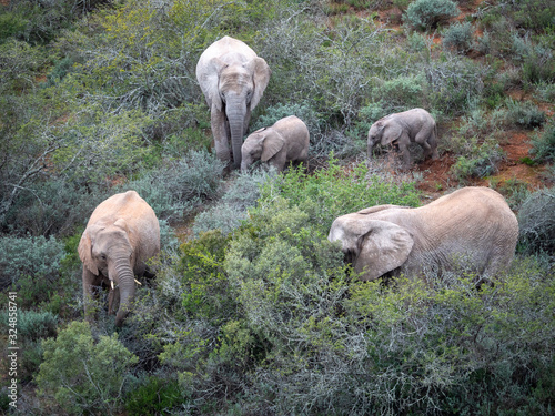 African bush elephant (Loxodonta africana), or African savanna elephant. Eastern Cape. South Africa