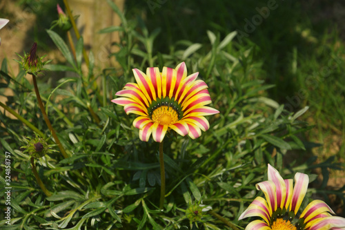 Bild auf Leinwand Close up of a beautiful gazania big kiss white flame ( Treasure Flower),  Gazani