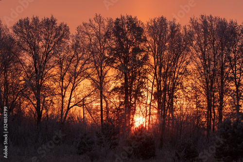 Bare branches of a tree in the snow at dawn in winter