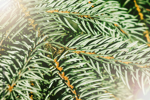 Spruce needles pattern. Tree branch texture. Pine fir background. Green shiny christmas backdrop.