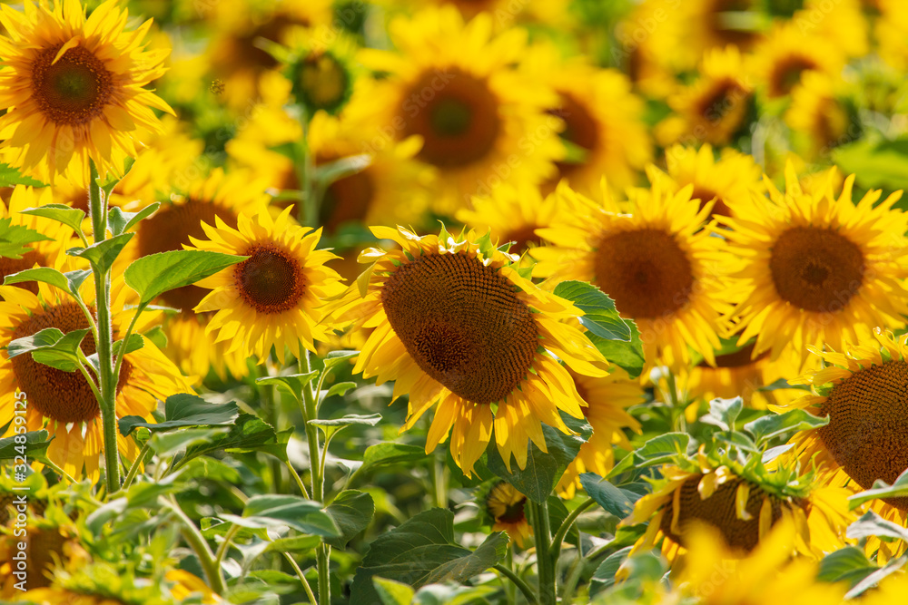 Sunflowers grow in the field Sunflowers grow in the field