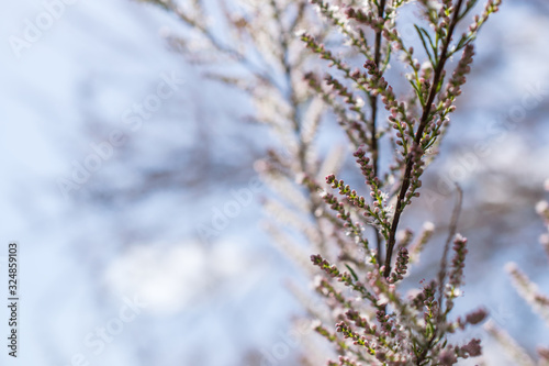 Close up tamarix blooming tree branch. Deciduous, herbaceous, twiggy shrub covered with pink flowers. Spring sunny day. Background. Copy space for your text