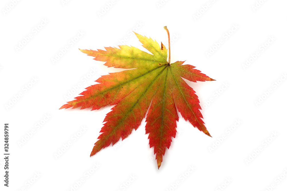 Autumn maple leaf