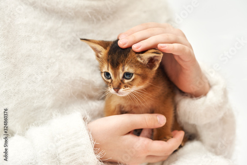 Child in a white sweater stroking a cat's head, close-up horizontal photo Pet care. Thoroughbred Abyssinian kitten.