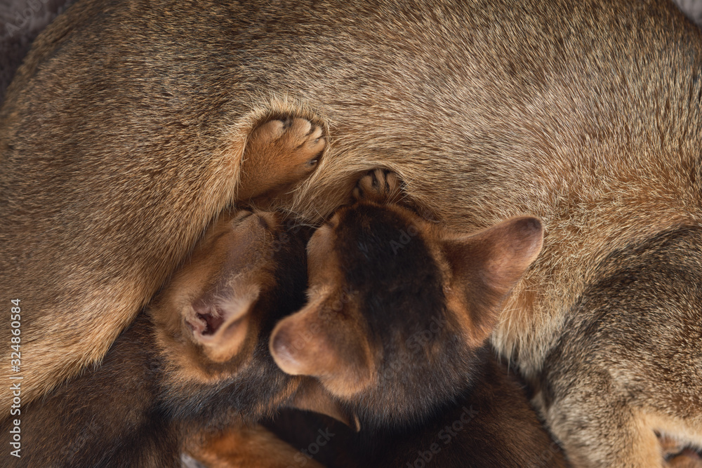 Two little kittens suck milk at a cat's mom. Brown purebred abyssinian cats. The concept of motherhood and care. Lactation. View from above. Close up photo. Two little kittens suck milk at a cat's mom. Brown purebred abyssinian cats. The concept of motherhood and care. Lactation. View from above. Close up photo.