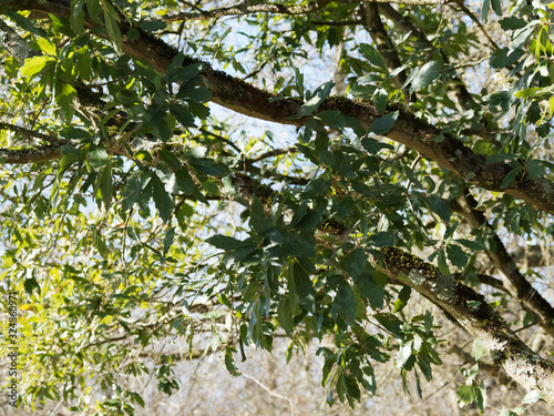 (Quercus x turneri pseudoturneri) Chêne de Turner aux feuilles coriaces et lobées, face supérieure vert foncé, au revers gris et feutré photo