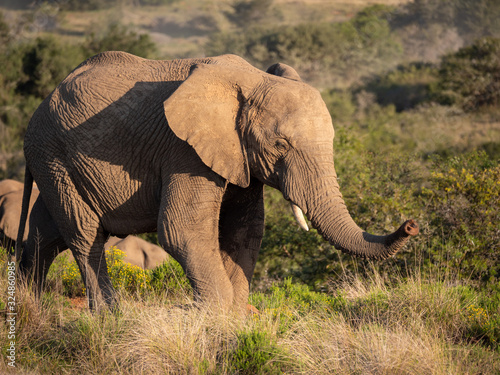 African bush elephant  Loxodonta africana   or African savanna elephant. Eastern Cape. South Africa