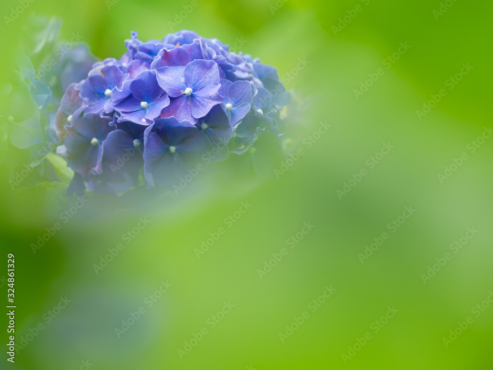 あじさい  hydrangea 9