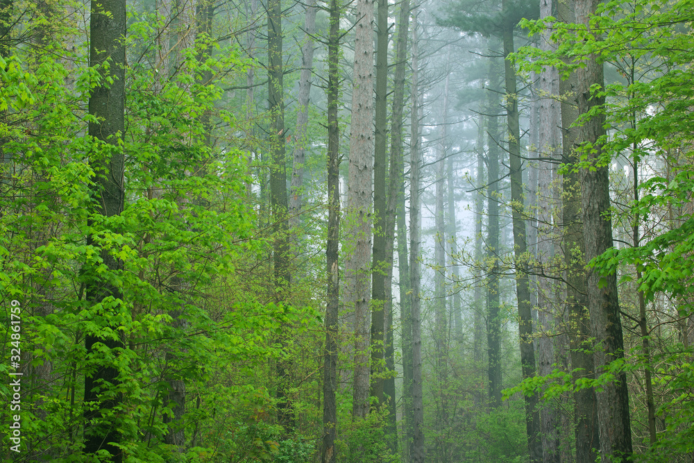 Obraz premium Landscape of spring woodland in fog, Kellogg Forest, Michigan, USA