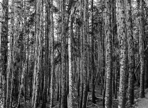 A forest of trunks, Rubble Creek Trail, North-America, Canada, British Colombia, August 2015