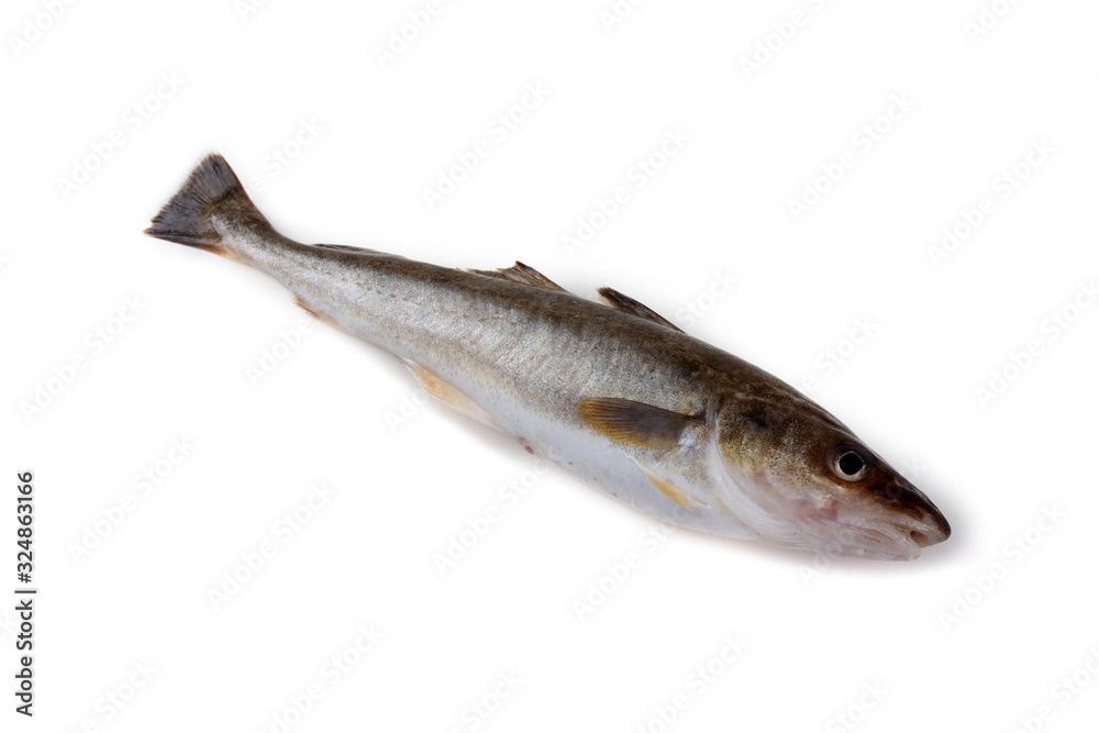 Obraz premium Saffron cod