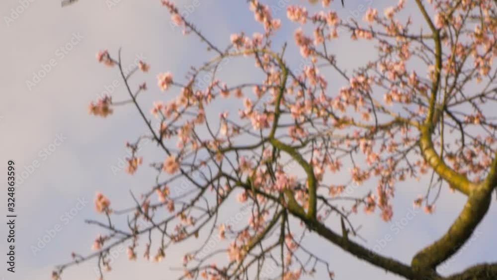 Branches of blooming almond tree with pink flowers on the foreground with alleys of almond trees in bloom at Quinta de los Molinos city park downtown Madrid at Alcala street in early spring. Branches of blooming almond tree with pink flowers on the foreground with alleys of almond trees in bloom at Quinta de los Molinos city park downtown Madrid at Alcala street in early spring.