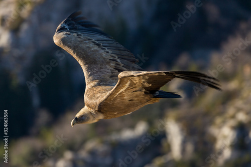 Griffon Vulture in flight at the Cairo Rock, near Remuzat, France