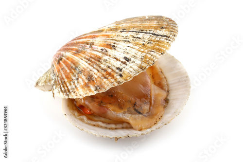 Opened scallop