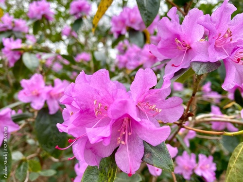 pink flowers in garden