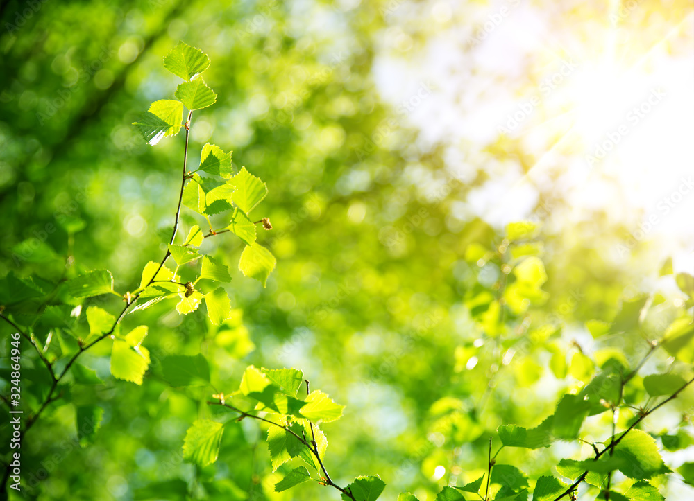 New birch leaves on green spring background New birch leaves on green spring background