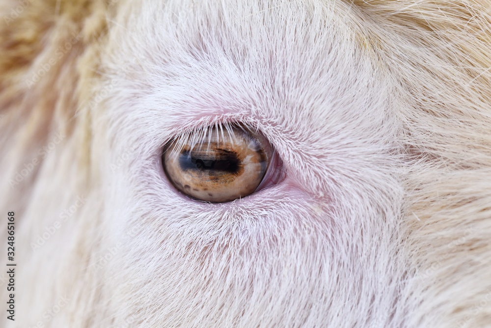 Close up of goat eye. Close up of goat eye.