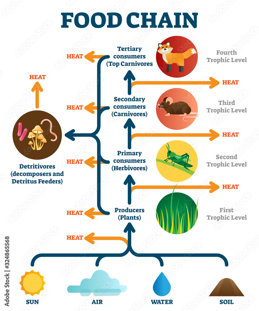 Food chain vector illustration diagram Stock Vector Biology Diagrams
