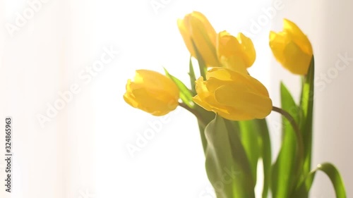 A bouquet of yellow tulip buds close-up on a white background near the window