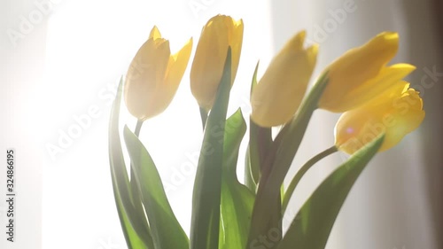 Beautiful video with buds of tulips by the window