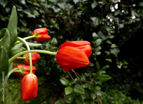 vividi e allegri tulipani con lo sfondo verde del giardino