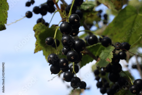 Growing black currant