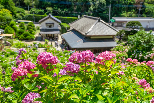 千葉県のあじさい屋敷