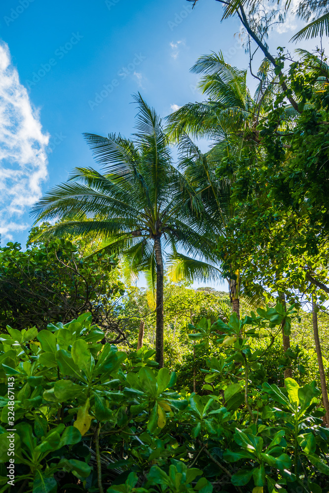 Naklejka premium Palm with blue skies Australia