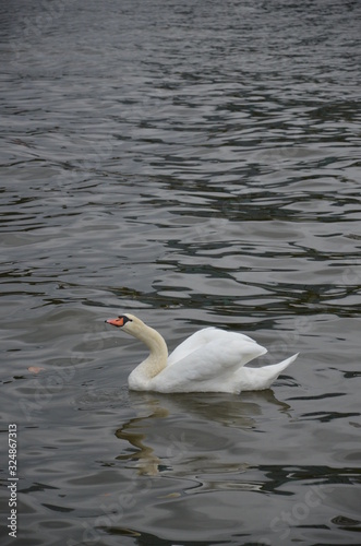 Swan in the river Main in Frankfurt, Germany