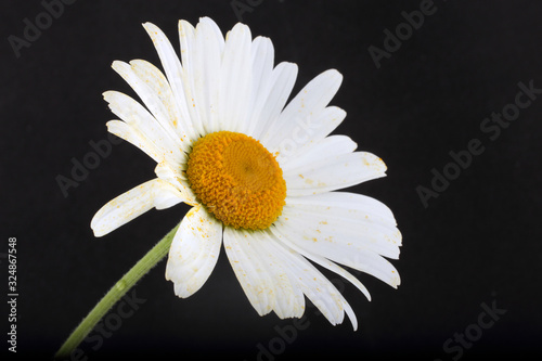 White chamomile on black background