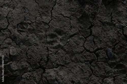 Impronta di animale selvatico sul terreno bruciato photo