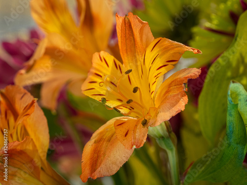 Close up of Alstroemerias commonly known as  Peruvian lily or lily of the Incas, photo