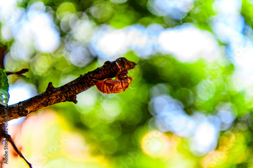 caterpillar on a leaf