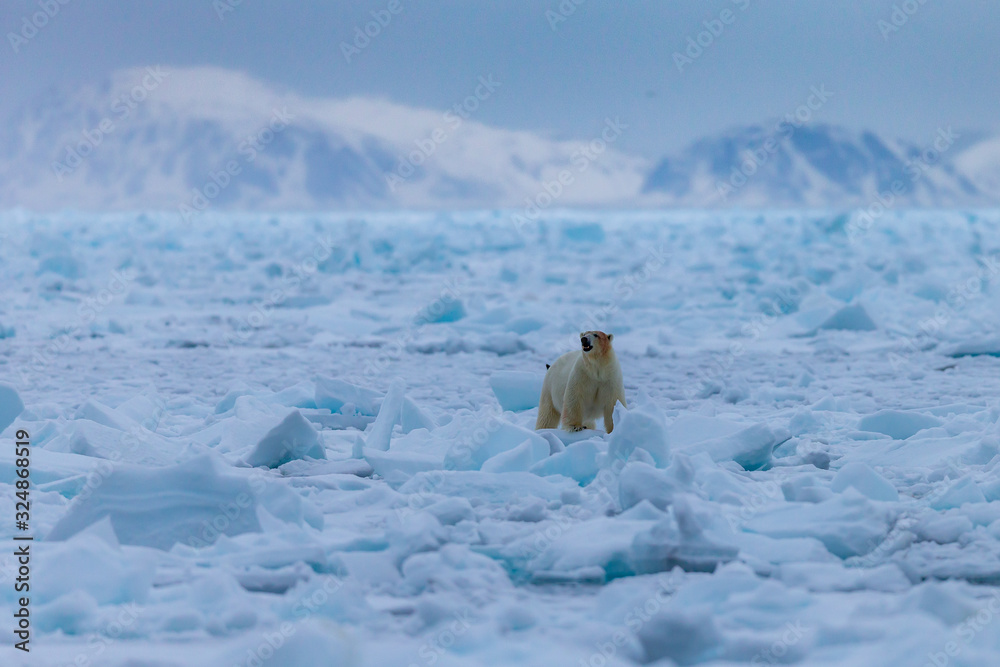 Polar Bear (Ursus maritimus) Spitsbergen North Ocean Polar Bear (Ursus maritimus) Spitsbergen North Ocean