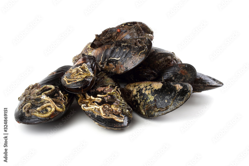 Mussels Mussels