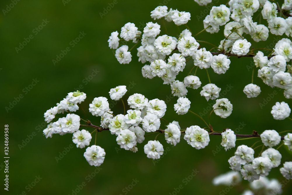 Bridalwreath spirea . Small white flowers blooming in spring on green background Bridalwreath spirea . Small white flowers blooming in spring on green background