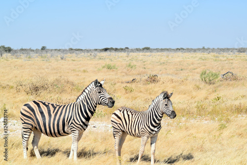 Zebra mit Baby