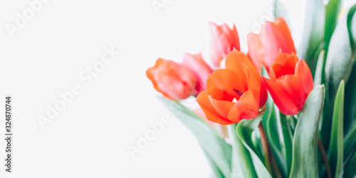 Closeup of red tulip bouquet isolated on white background. Creative spring flower bud frame. Easter and seasonal holiday spring banner.