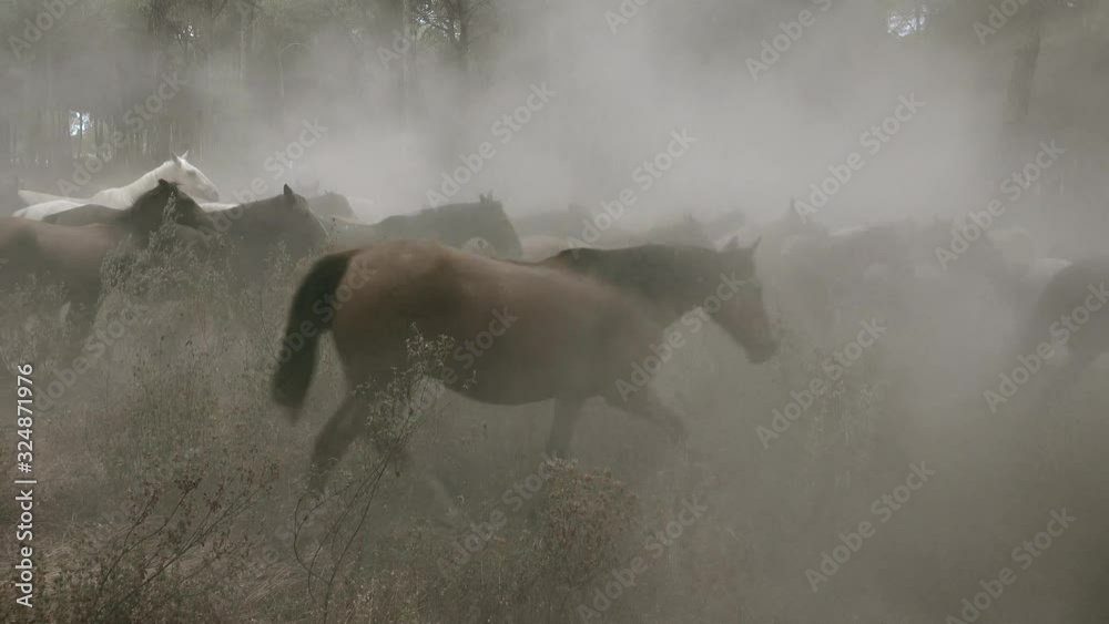 Caballos salvajes polvo