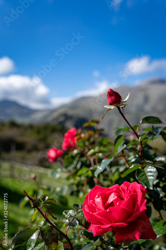 Beautiful roses in Madonie Park (Sicily)