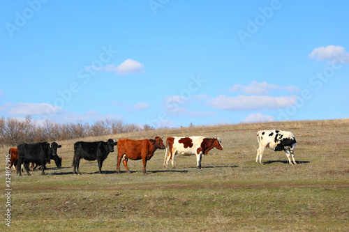 Wallpaper Mural herd of cows grazing in field Torontodigital.ca