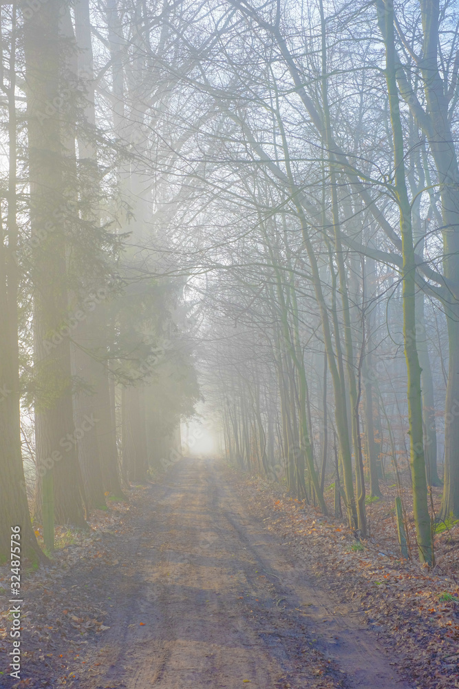 Obraz premium Tall bare autumn trees along the straight countryside pathway on foggy day