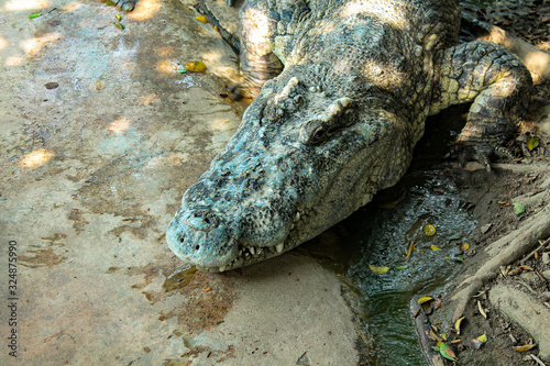 Dangerous reptiles crocodiles