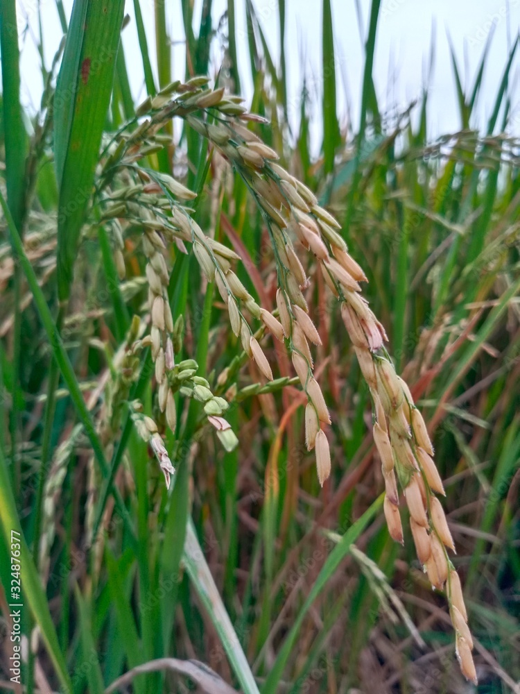 Obraz premium grass in the field