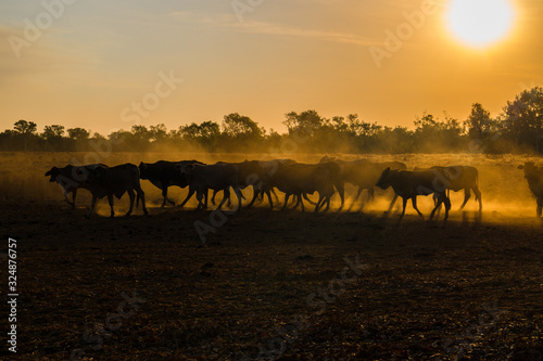 Cow herd dust outback Australia