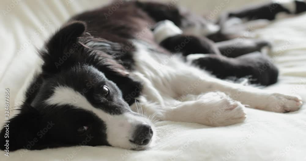 mother dog gives milk to children feeds them four little cute blind black and white newborn puppies they drink their mother's milk. border collie dog