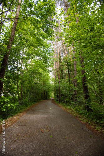 path in green forest